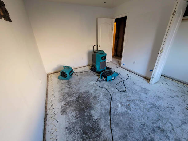 Best Mold removal after water damage  in St Charles, MO
